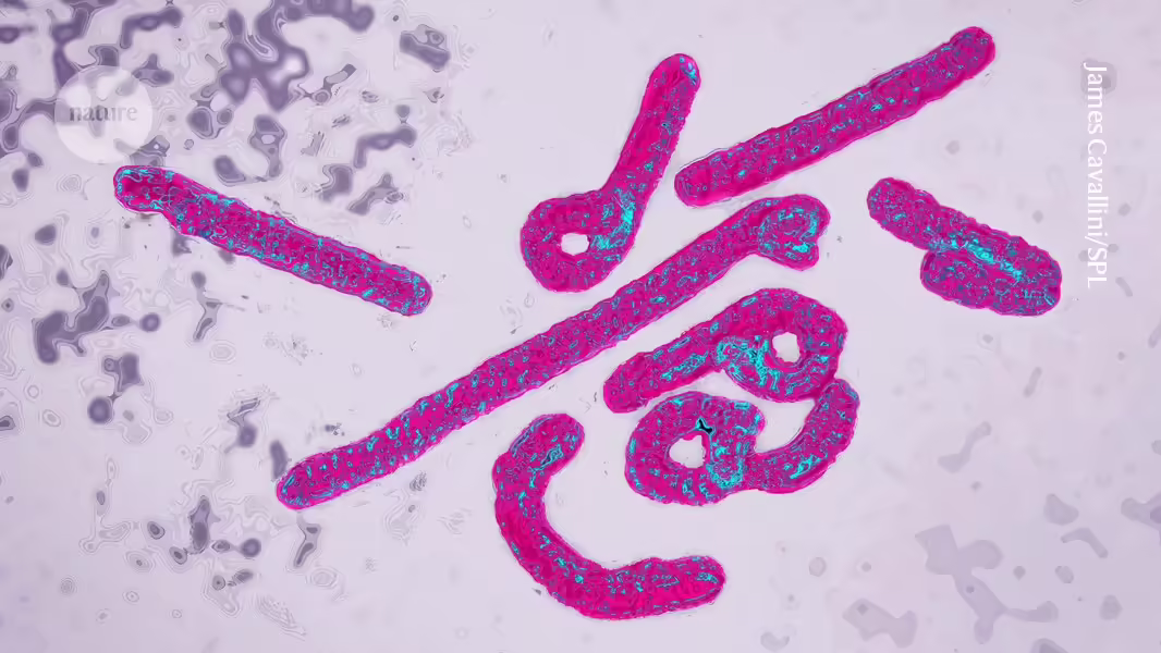 Lethales Marburg-Virus verbreitet sich in Ruanda: Warum Wissenschaftler besorgt sind