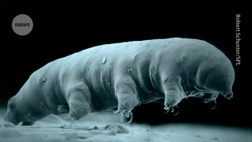 Neue Tardigraden-Art enthüllt Geheimnisse der Strahlenresistenz