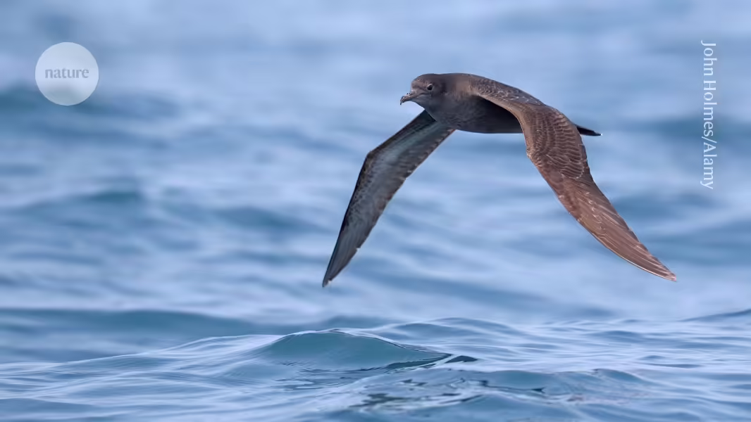 Warum ist die tödliche Vogelgrippe bisher nicht nach Australien gelangt?