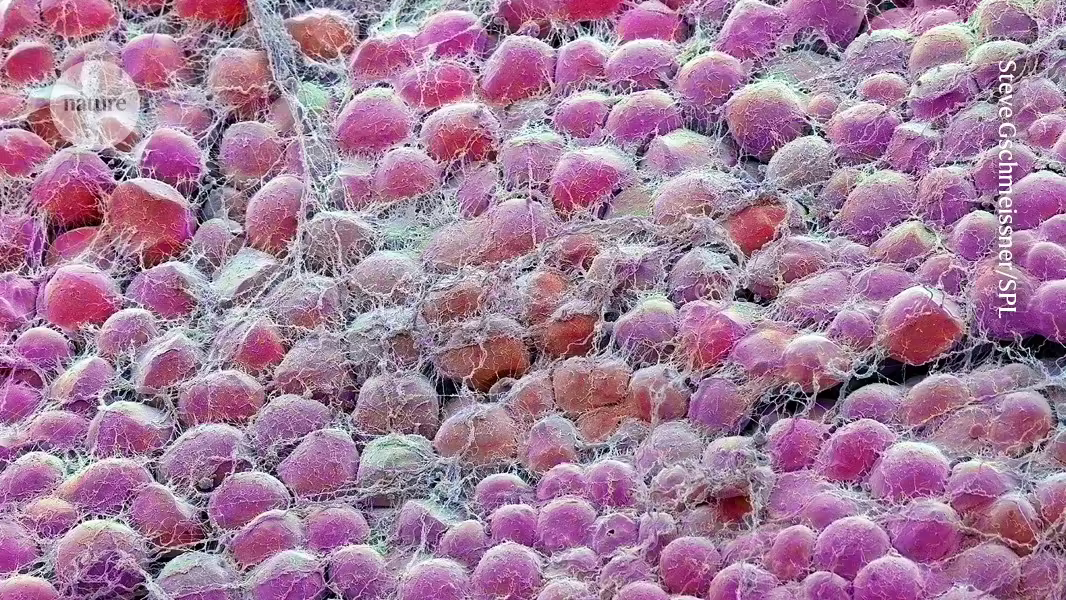 Weniger essen für ein längeres Leben: Warum eine umfangreiche Studie an Mäusen entscheidende Erkenntnisse liefert